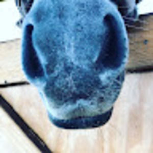 Meet your Posher, Isabella